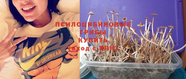 прущие грибы Балабаново